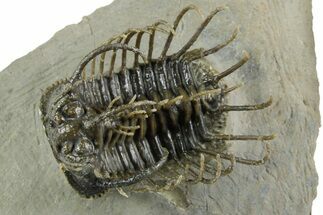 Well Prepared, Spiny Koneprusia Trilobite - Ofaten, Morocco #350489