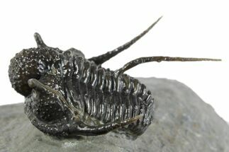 Bumpy Cyphaspis Trilobite - Top Quality Specimen #350492