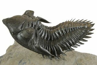 Premium Specimens For Sale