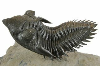 Exceptional Metacanthina Trilobite - Lghaft, Morocco #350498