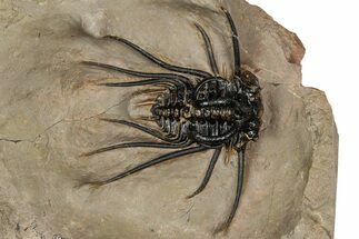 Fantastic, Spiny Dicranurus Trilobite - Lghaft, Morocco #350504