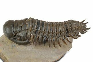 Large, Flying Crotalocephalina Trilobite - Lghaft, Morocco #350506