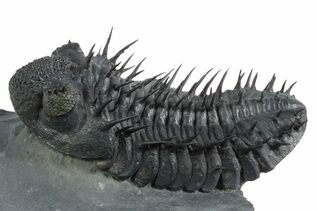 Premium Specimens For Sale