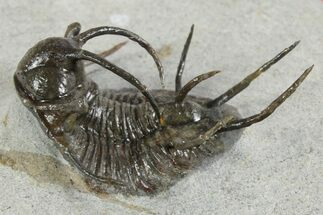 Spiny Ceratarges Trilobite - Zireg, Morocco #350512