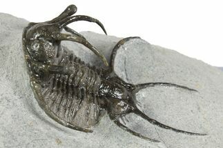 Spiny Ceratarges Trilobite - Zireg, Morocco #350522