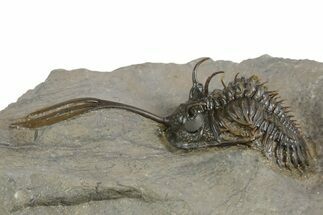 Spiny Trident Walliserops Trilobite - Top Quality Specimen #350528