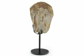 Fossil Hadrosaur Metatarsal Section w/ Metal Stand - South Dakota #350621