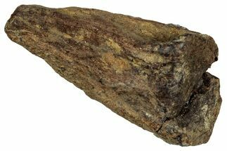 Large, Fossil Triceratops Shed Tooth - Montana #350658