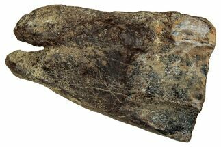 Large, Fossil Triceratops Shed Tooth - Montana #350663