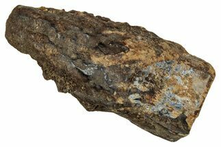 Large, Fossil Triceratops Shed Tooth - Montana #350667