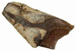Fossil Triceratops Shed Tooth - Montana #350682