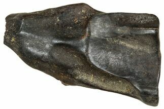 Fossil Triceratops Shed Tooth - Montana #350689