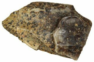 Fossil Triceratops Shed Tooth - Montana #350692