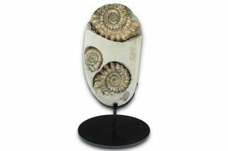Ammonite (Oistoceras) Fossil Cluster In Concretion - England #350695