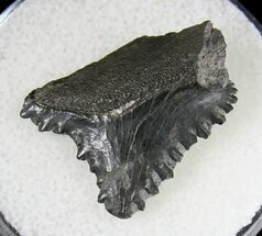 Bizarre Edestus Shark Tooth - Illinois #18687