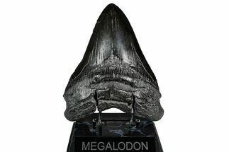 Fossil Megalodon Tooth - Massive River Meg #350774