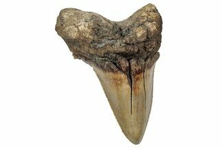 Serrated Angustidens Tooth - Megalodon Ancestor #350776