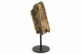 Fossil Triceratops Rib Section w/ Metal Stand - South Dakota #350609