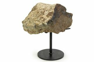 Fossil Sauropod Limb Bone Section with Metal Stand - Colorado #350614