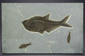 Natural Fossil Fish Mural From Bottom Cap Layer - Wyoming #342452