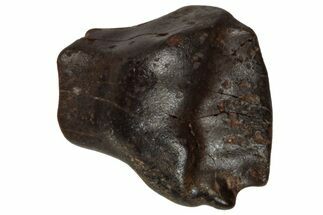 Fossil Nodosaurid (Denversaurus) Tooth - Montana #350543