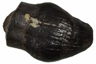 Cretaceous Fossil Dinosaur (Thescelosaurus) Tooth - Montana #350552