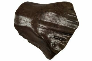 Cretaceous Fossil Dinosaur (Thescelosaurus) Tooth - Montana #350555