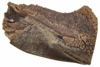 Fossil Hadrosaur (Edmontosaurus) Tooth - Wyoming #350568