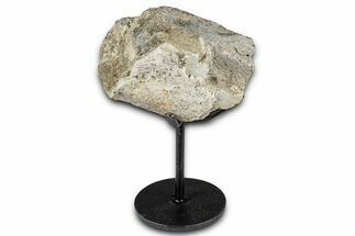 Fossil Sauropod Rib Bone Section w/ Metal Stand - Colorado #350616