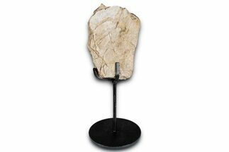 Fossil Sauropod Limb Bone Section with Metal Stand - Colorado #350618