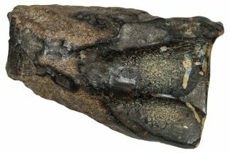 Fossil Triceratops Shed Tooth - Montana #350699