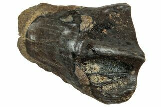 Fossil Triceratops Shed Tooth - Montana #350704