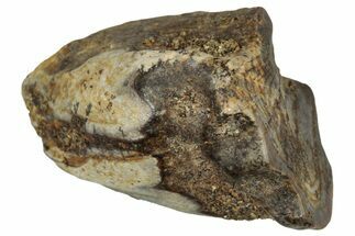 Fossil Triceratops Shed Tooth - Montana #350718