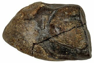 Fossil Triceratops Shed Tooth - Montana #350720