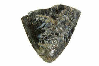 Serrated, Fossil Tyrannosaur (T Rex) Tooth Tip - Montana #350734