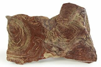 Polished, Neoproterozoic Stromatolite (Conophyton) - Morocco #350893