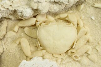 Fossil Crab (Potamon) Preserved in Travertine - Turkey #350885