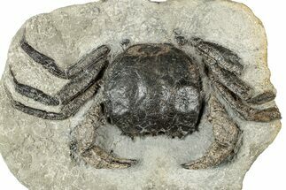 Cretaceous Fossil Crab (Avitellmessus) - Mississippi #350879