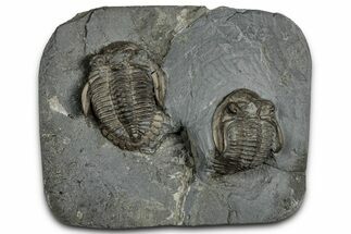 Two Greenops boothi Trilobite Fossils - New York #350883