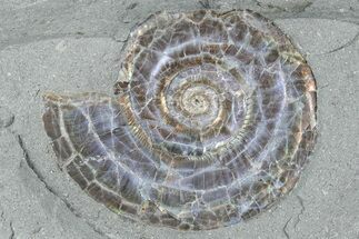 Iridescent Ammonite (Psiloceras) Fossil - England #350960