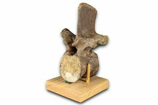 Fossil Dinosaur (Thescelosaurus) Dorsal Vertebra - Montana #350966