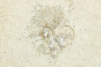 Floating Crinoid (Saccocoma) Fossil - Solnhofen Limestone #351007