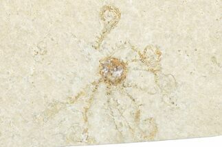 Floating Crinoid (Saccocoma) Fossil - Solnhofen Limestone #351009