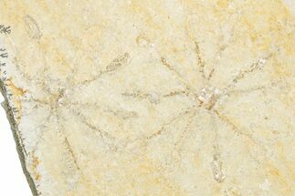 Two Floating Crinoid (Saccocoma) Fossils - Solnhofen Limestone #351013