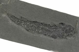 Devonian Lobe-Finned Fish (Osteolepis) Fossil - Scotland #351017
