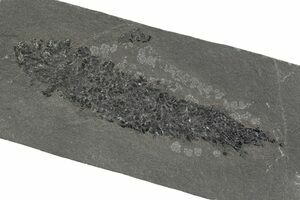 Museum Quality Armored Fish Fossil - Scotland (#5968) For Sale