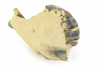 Eocene Lobster (Hoploparia) Fossil - England #351030