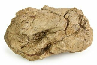 Fossil Ichthyosaur Coprolite (Fossil Poo) - England #351037