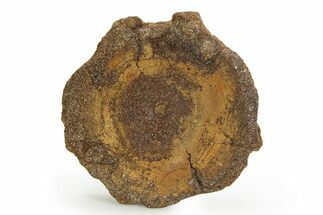 Fossil Ichthyosaur (Brachypterygius) Vertebra - England #351040