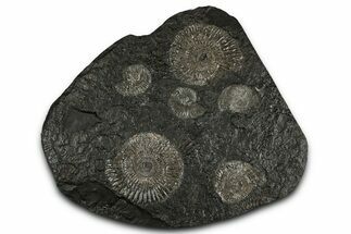 Fossil Ammonite Cluster - Posidonia Shale, Germany #350868